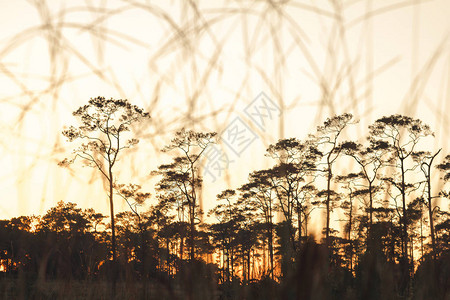 自然中美丽的松树的轮廓日落光幕图片