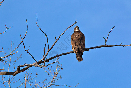 秋天小秃鹰坐在树顶图片