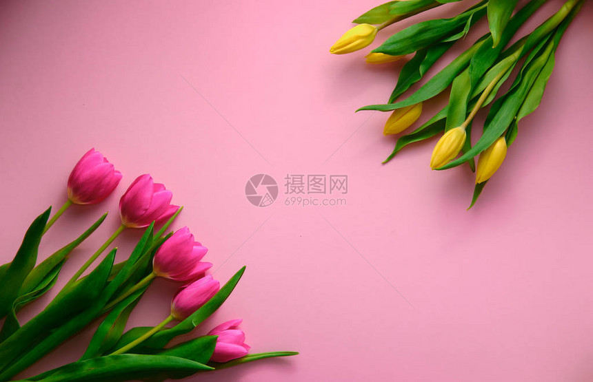 尼黑兰的郁金香在粉红背景上下自上而下图片