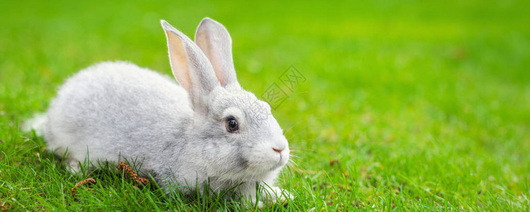 可爱的白色蓬松兔子坐在后院的绿草坪上背景图片