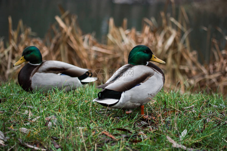 近距离的野鸭在草地上咬小吃在池塘附近图片