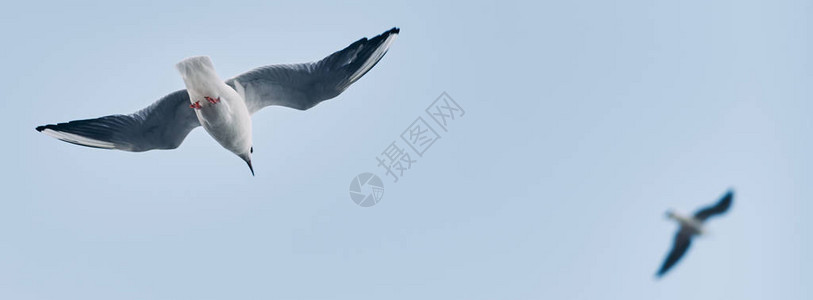 许多海鸥在天空中飞翔在蓝天背景的海鸥横图片