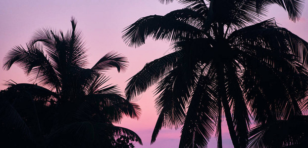 日落时棕榈树棕榈树的轮廓对图片