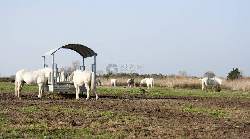 传说中的法国卡马格沼泽的白马自由游荡图片
