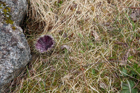 低矮的北方草覆盖了挪威的古老石头图片