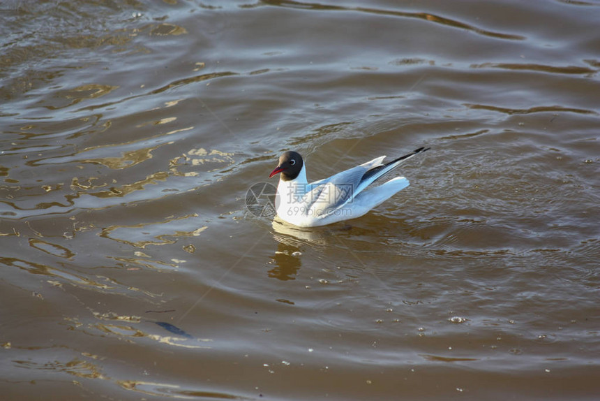 春天的鸟儿在污染的融河上飞翔图片
