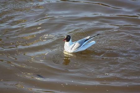 春天的鸟儿在污染的融河上飞翔图片