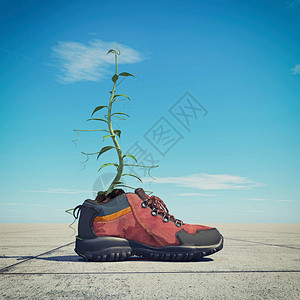 植物生长成一只鞋这是图片