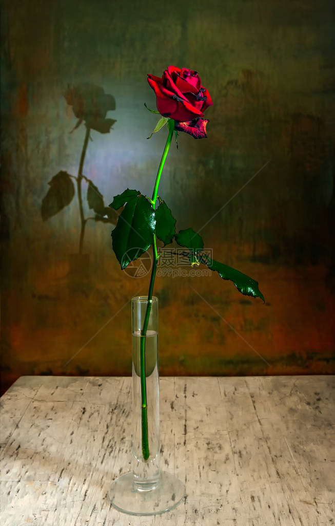 一朵红玫瑰花的阴影落在墙上死寂的生图片