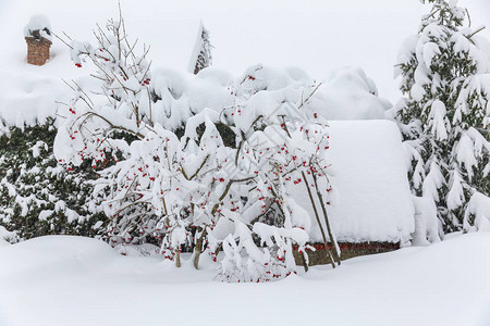 冬季风景与降雪农村的雪落雪花林图片