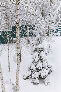 冬季风景与降雪农村的雪落雪花林图片