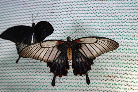 热带有礼的蝴蝶Papiliop背景图片