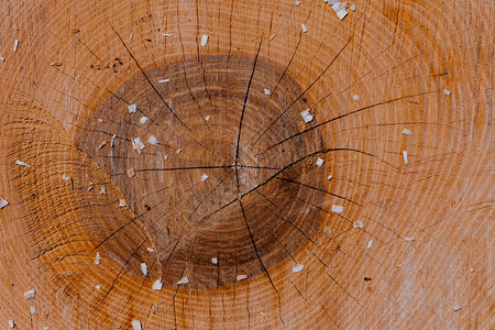 非彩色圆木经典木质材图片