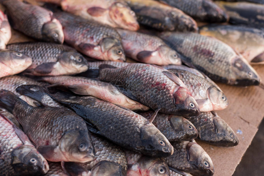 死湿的鱼在市场上在冰上出售的多排各种新鲜捕获的生鱼的图片