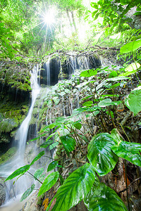 明亮的日出透过瀑布和茂密的植物上的热带树木的树枝闪耀图片
