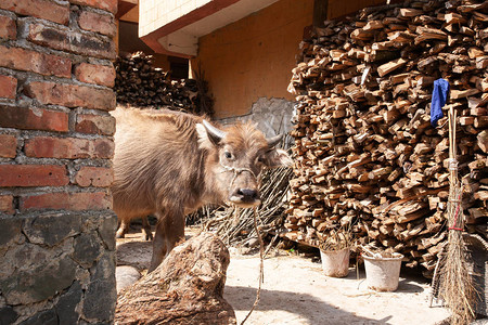 云南古村城子村老院子里可爱的小牛图片