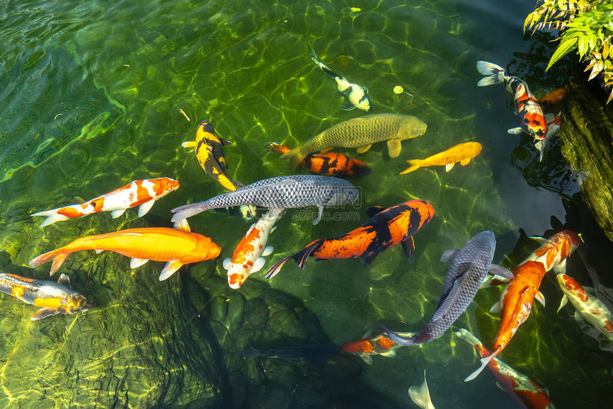 五颜六色的锦鲤鱼在清澈的水中群这是生态旅游景点中小湖泊中的图片