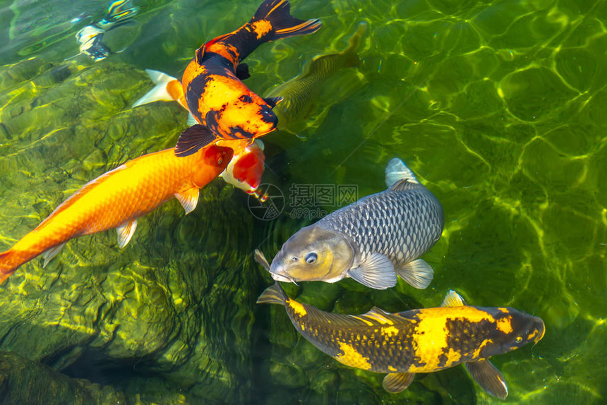 五颜六色的锦鲤鱼在清澈的水中运动群这是生态旅游景点中小湖泊中的图片