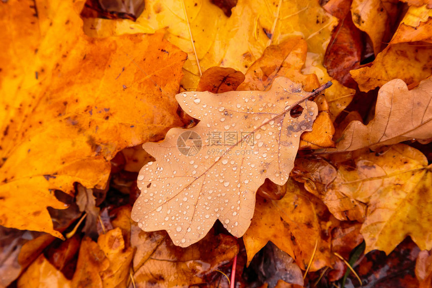 秋天背景与黄红秋叶落图片