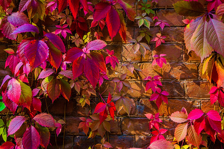 在砖墙的底部秋色背景初生葡萄的秋图片