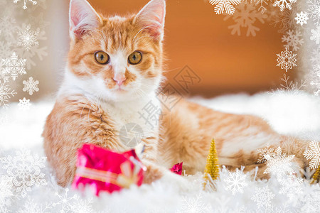 橘猫玩圣诞装饰图片