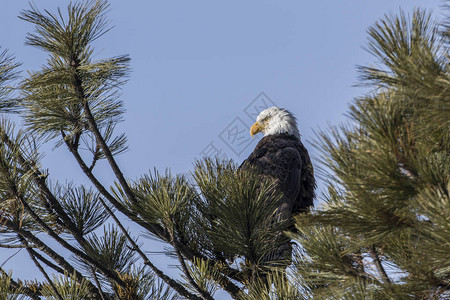 一只美洲秃鹰在爱达荷州CoeurdAlene附近图片