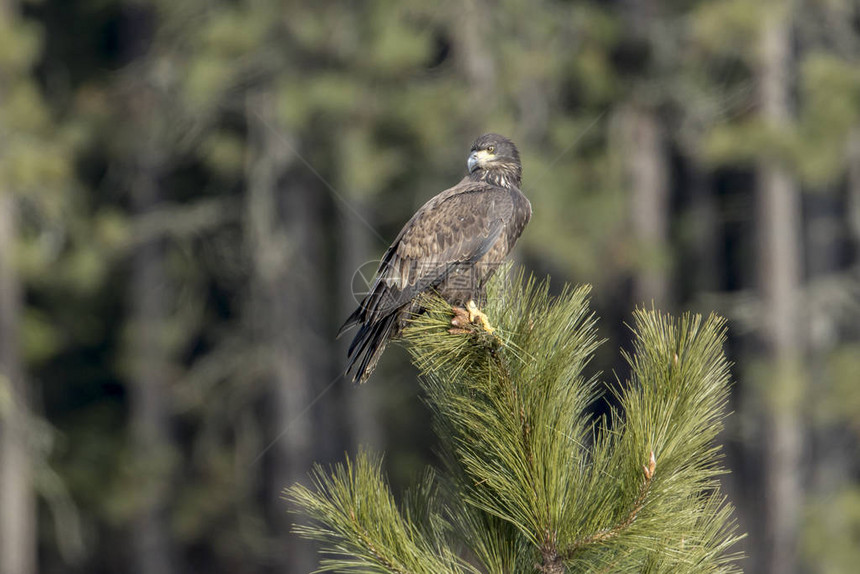 一只年轻的秃鹰在爱达荷州CoeurdAlene附近的一棵图片