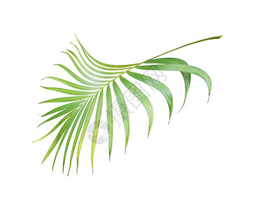 热带绿色棕榈叶在夏季背景图片
