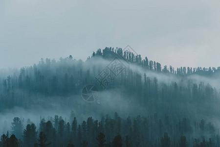 山坡上树的背影神秘的烟雾背景图片