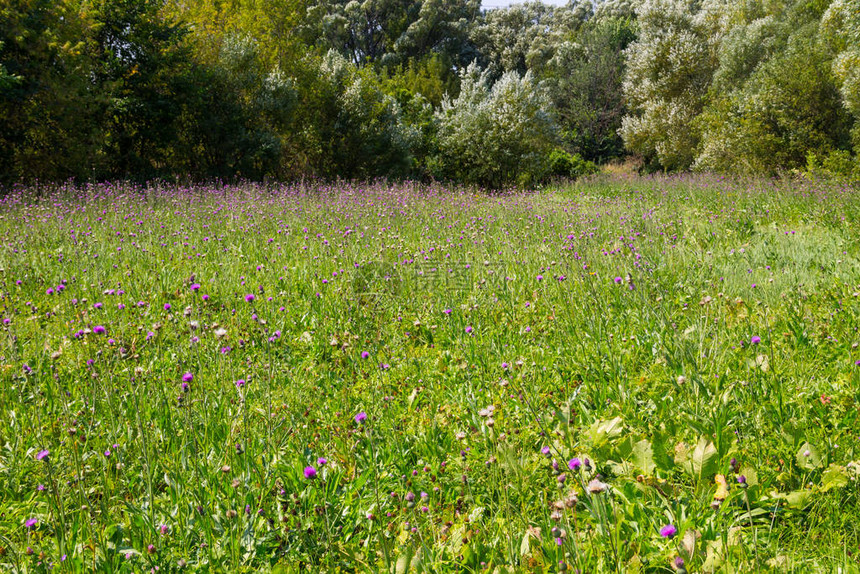 紫色野蓟花的草甸图片