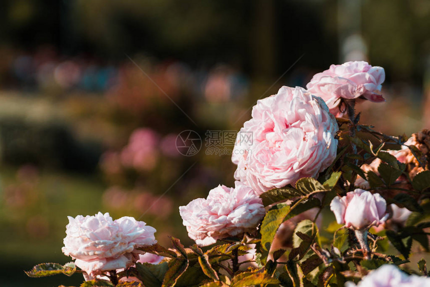 花园里有美丽的粉红玫瑰花背景模糊可图片