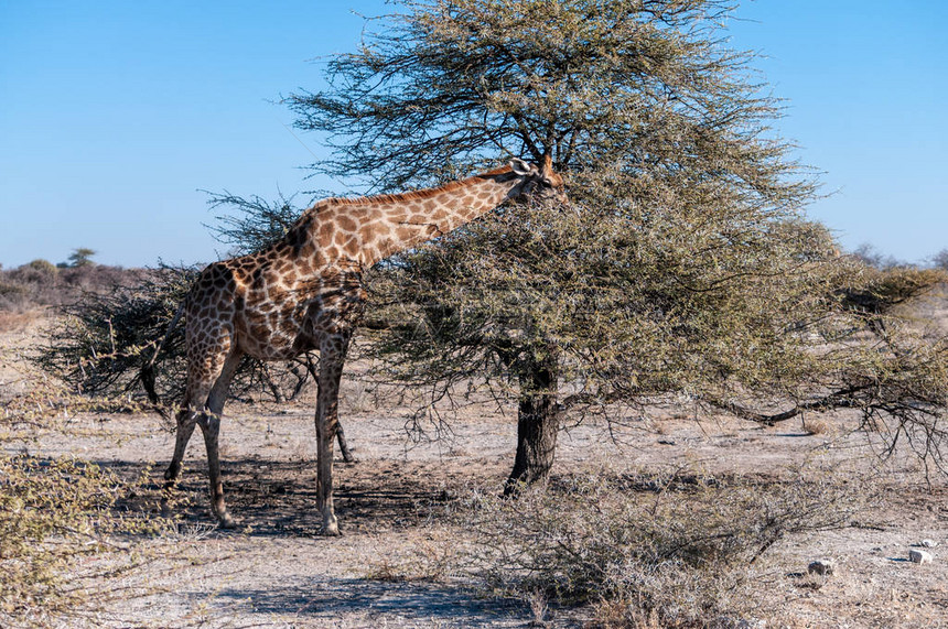 安哥拉长颈鹿Giraffagiraffaangolensis吃灌木丛中的磨砂埃托沙公图片