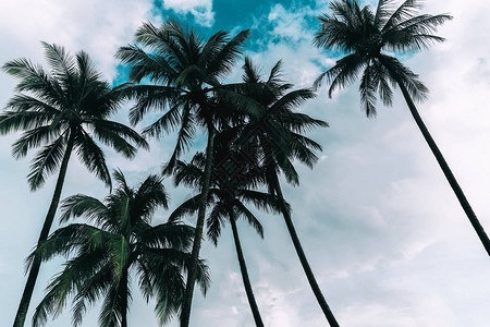 热带岛屿上的椰子树与天空和白云相映成趣图片