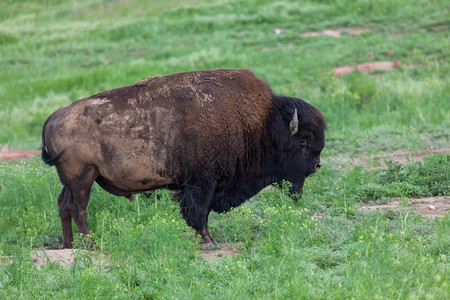 一只大型野牛或水牛站在南达科他州图片