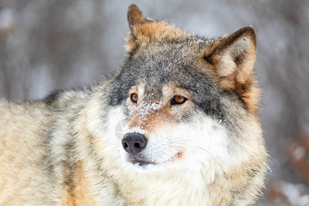 一只壮观的狼在寒冬日站在树林里鼻子和地上都下雪了高清图片