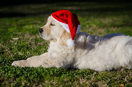可爱的小狗戴着圣诞老人帽图片