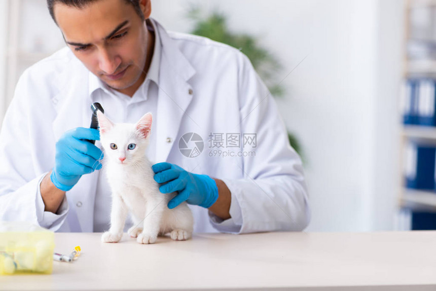 检查病猫的年轻男医生图片