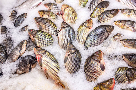 在超市的冰上生鲜鱼生鱼出售图片