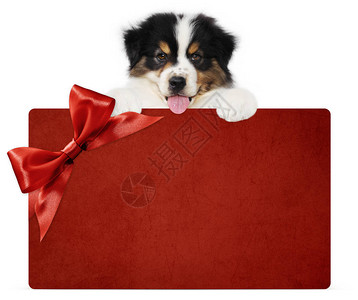 小狗展示红色礼品卡图片