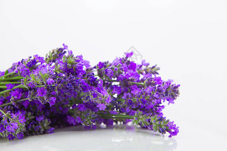 白色背景的蓝色紫花图片