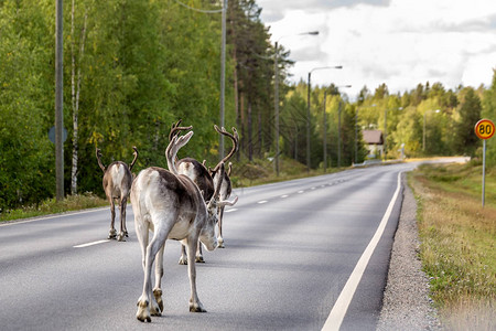 芬兰路边转尾巴的驯鹿图片