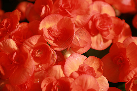 一组美丽的红绣球花或霍滕西亚花开图片