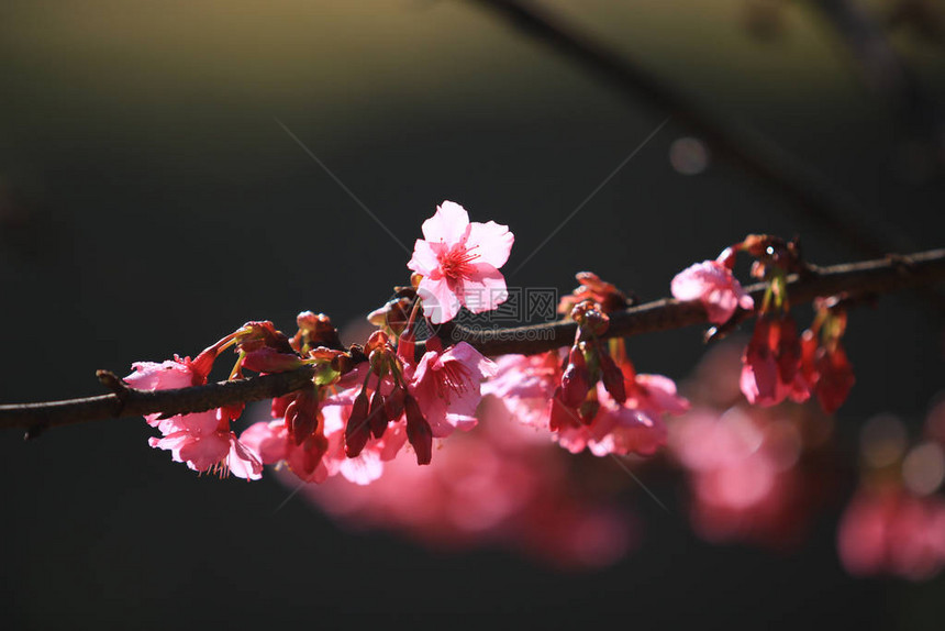 花园自然背景中的樱花或樱花图片