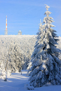 冬天白雪皑的森林和云杉在阳光明媚的晴天被雪覆盖冬季景观卡片图片