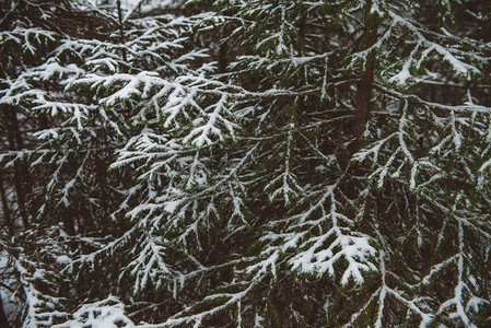 冬季森林地貌几群纤维虫图片