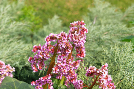 紫春花在山寨花园中春天公园里长着如画的花朵用于景观设图片