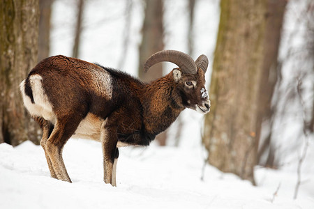 Mouflon公羊在冬天站在里看着在树林里长着弯角的草食哺乳动物自然环境背景图片