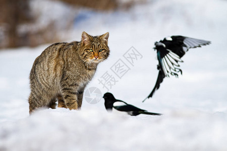 愤怒的欧洲野猫图片