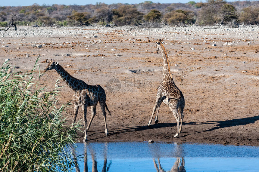 两个安哥拉的GiraffesGiraffagiraffaangolensis图片