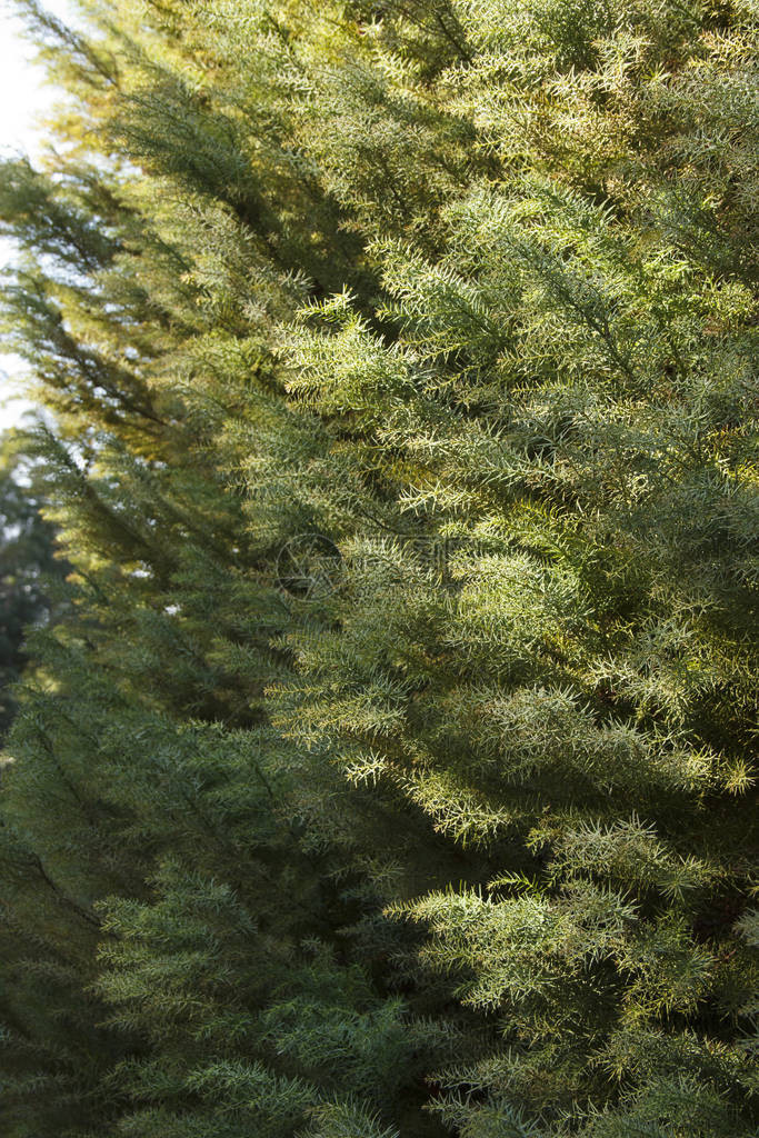 柳杉是柏科的常绿乔木该植物也被称为日本雪松它被认为图片